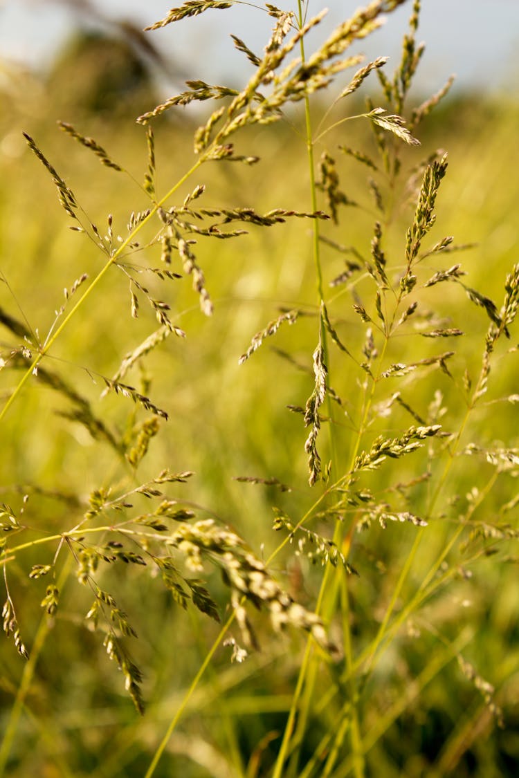 Close-Up Shot Of Tufted Hairgrass Seedhead
