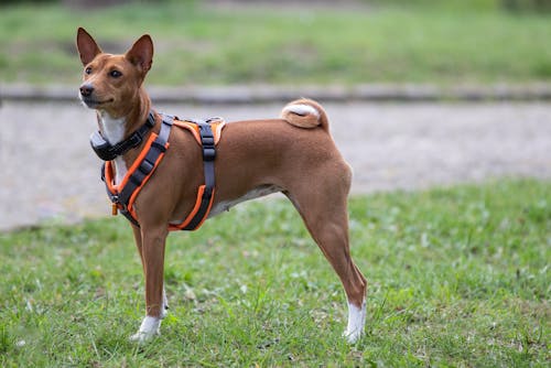 A Dog Wearing a harness