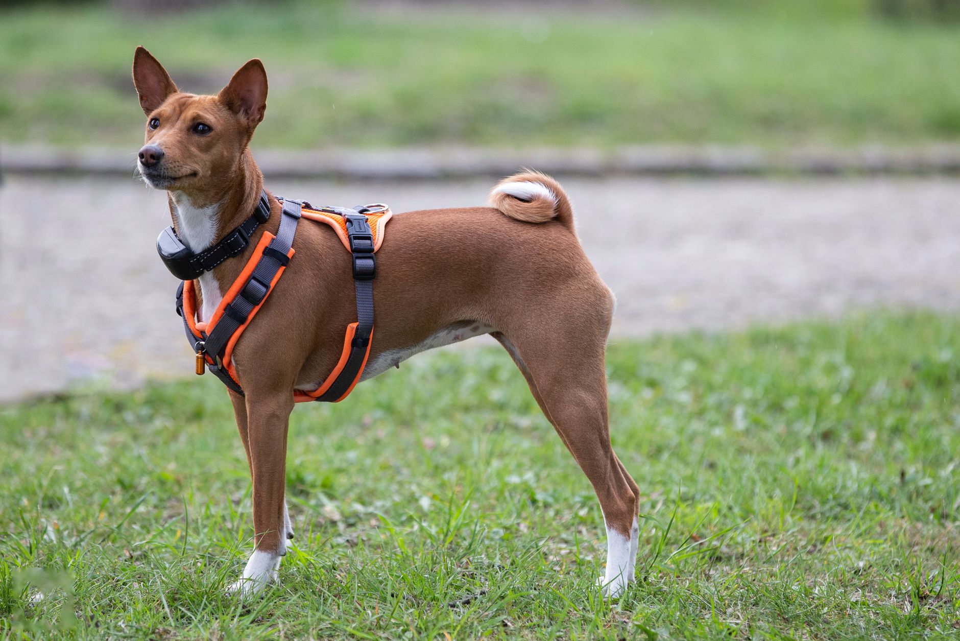 1. The Basenji: An Ancient, Barkless Companion