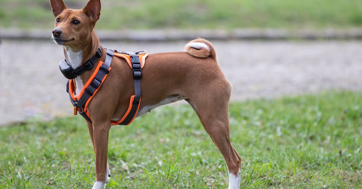 Basenji Dog In A Family Setting With Small Children