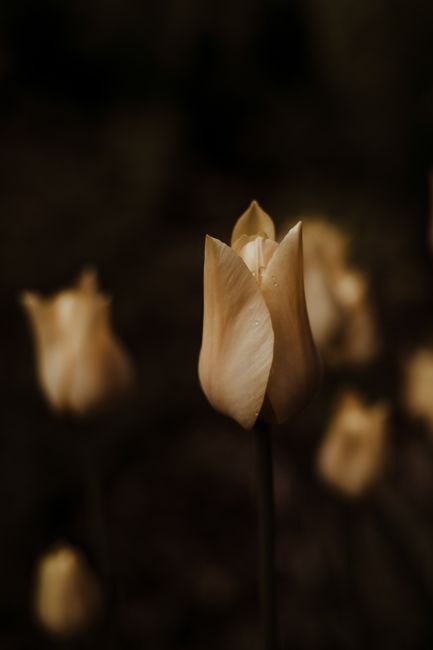 Mystical tulip blooms in soft focus, evoking a tranquil and delicate beauty of nature.