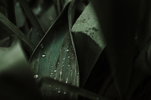 Water Droplets on Green Leaves