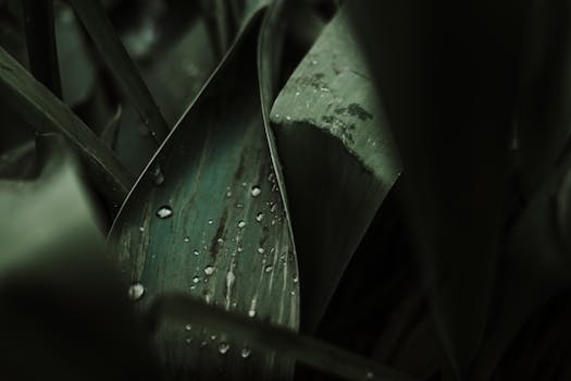 A detailed view of dewdrops on lush green leaves, capturing nature's essence.