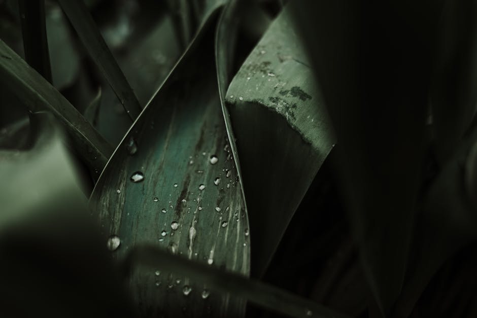 Why Link-in-Bio Menus Fail — What Converts Instead A detailed view of dewdrops on lush green leaves, capturing nature