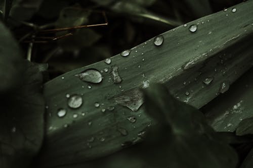 бесплатная Бесплатное стоковое фото с вода, зеленый, капли дождя Стоковое фото