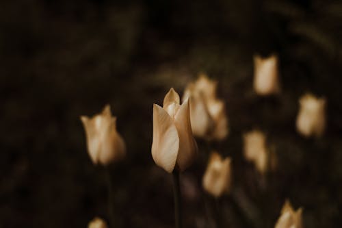 Free Tulip Flowers in Bloom Stock Photo