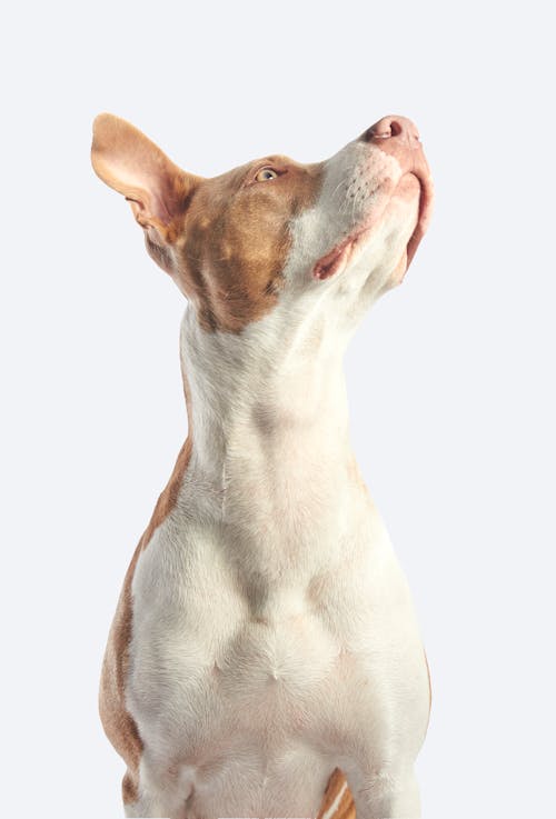 Free stock photo of adorable, animal, canine Stock Photo