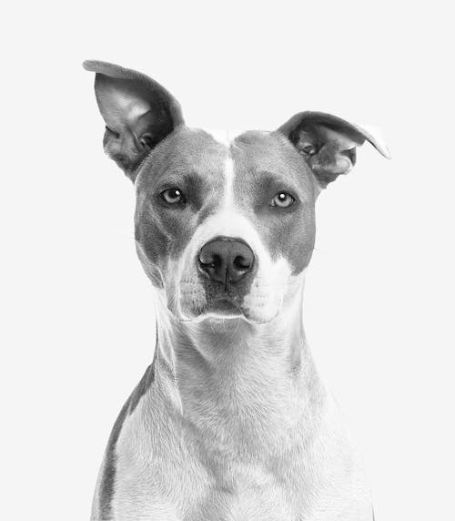 ショートコートの白と灰色の犬のクローズアップ写真