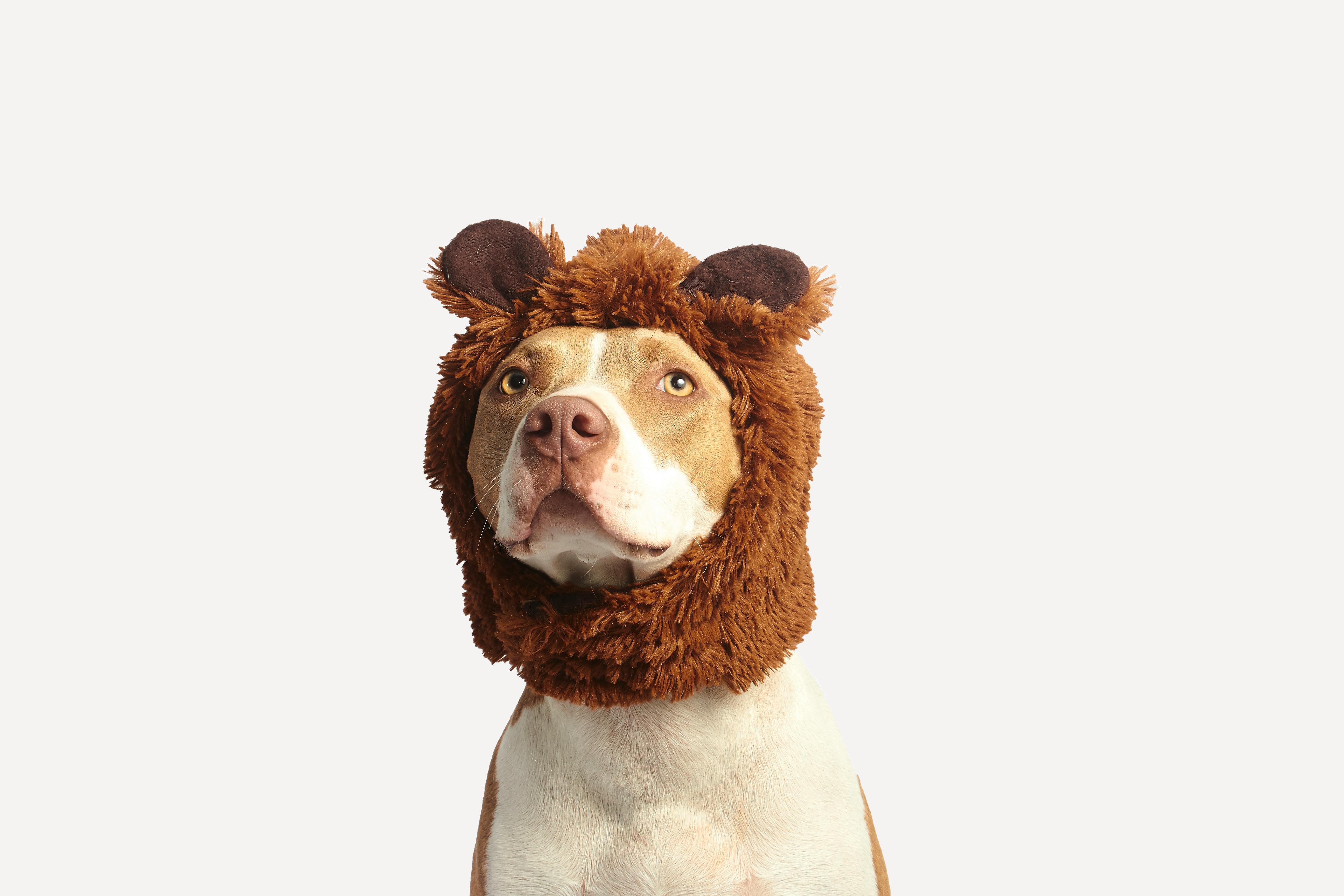 american pitbull terrier stuffed animal