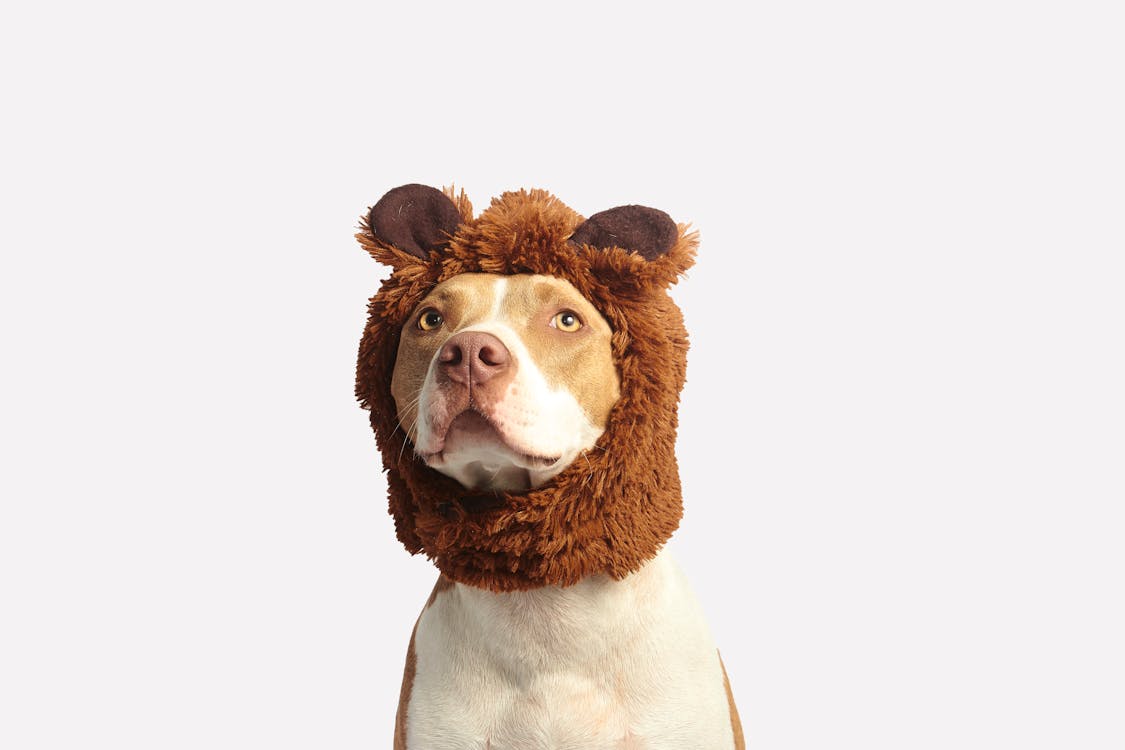 Free Brown and White American Pit Bull Terrier With Brown Costume Stock Photo