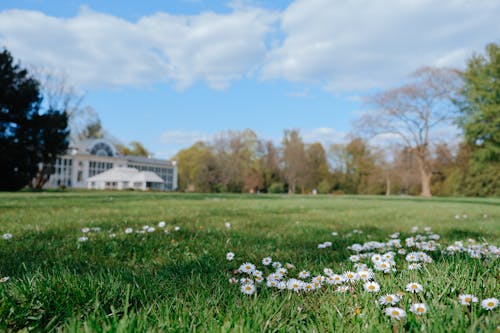 White Daisy Flowers on Green Grass