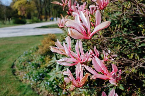 A Pink Flowers in Full Bloom