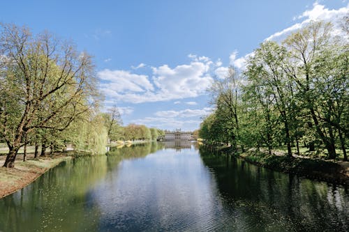 Foto profissional grátis de árvores verdes, cênico, céu azul