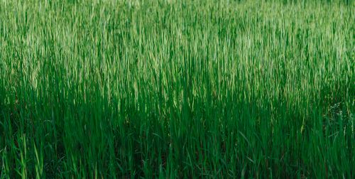 Free A vibrant green field of tall grass illuminated by sunlight, capturing nature's growth. Stock Photo