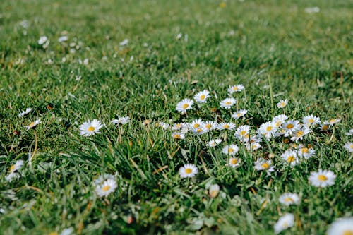 Immagine gratuita di camomilla, erba, fiori