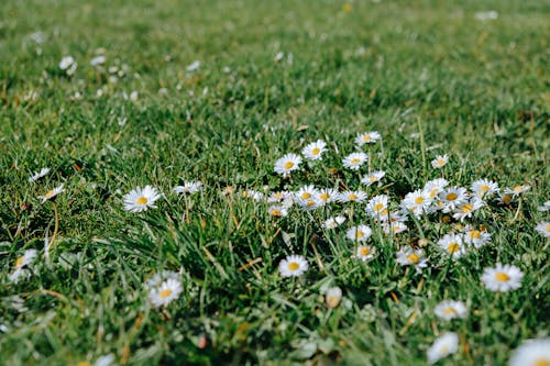 Gratis lagerfoto af bellis, blomster, blomstrende