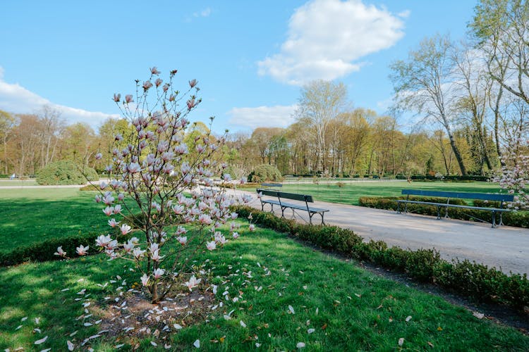 Magnolia Trees On The Park