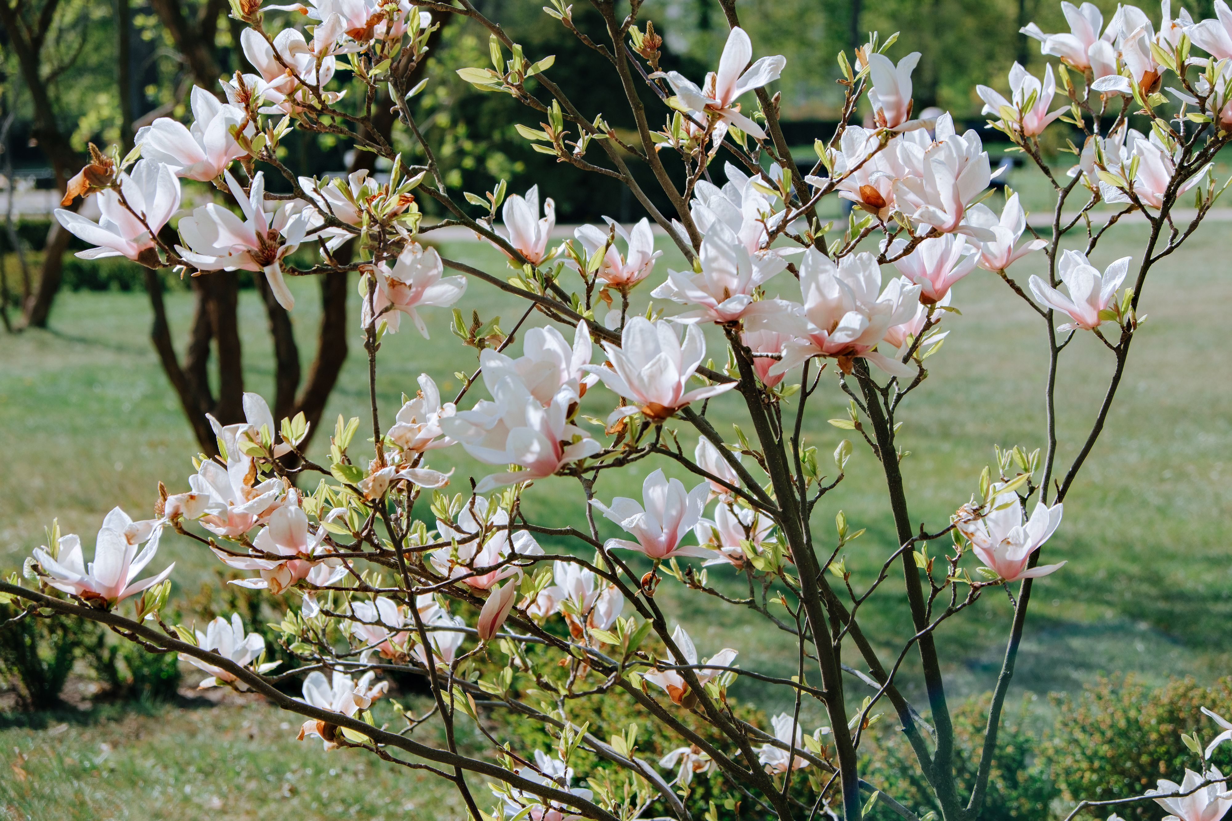 A vibrant close-up of pink magnolia flowers in full bloom, basking in spring sunlight outdoors.