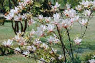 Magnolia Flowers in Bloom