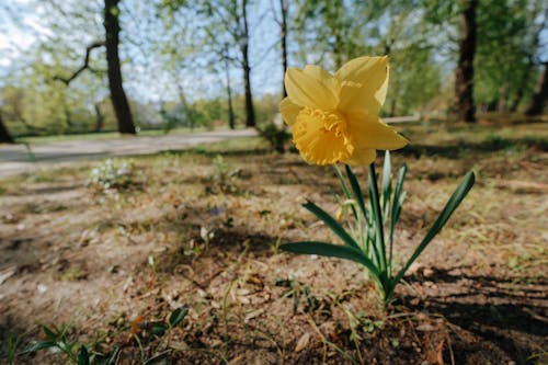 Free Yellow Daffodil Flower on Brown Soil Stock Photo