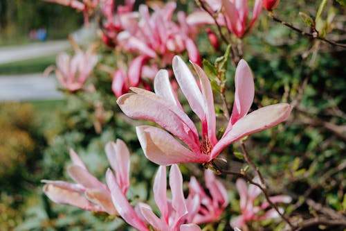 Selective Focus Photo of Pink Magnolia Flowers