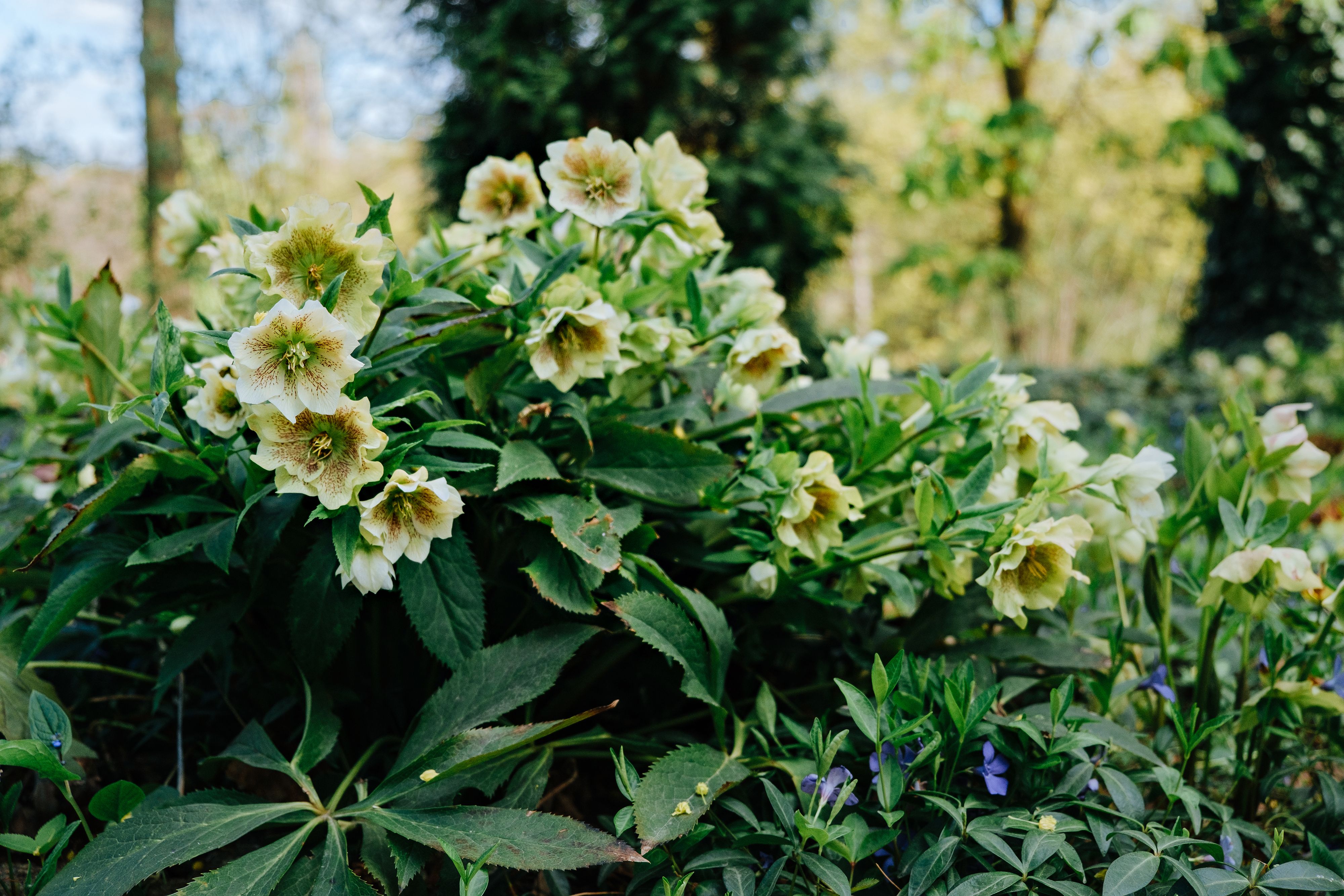 Lush green helleborus niger flowers blooming in an outdoor garden setting.