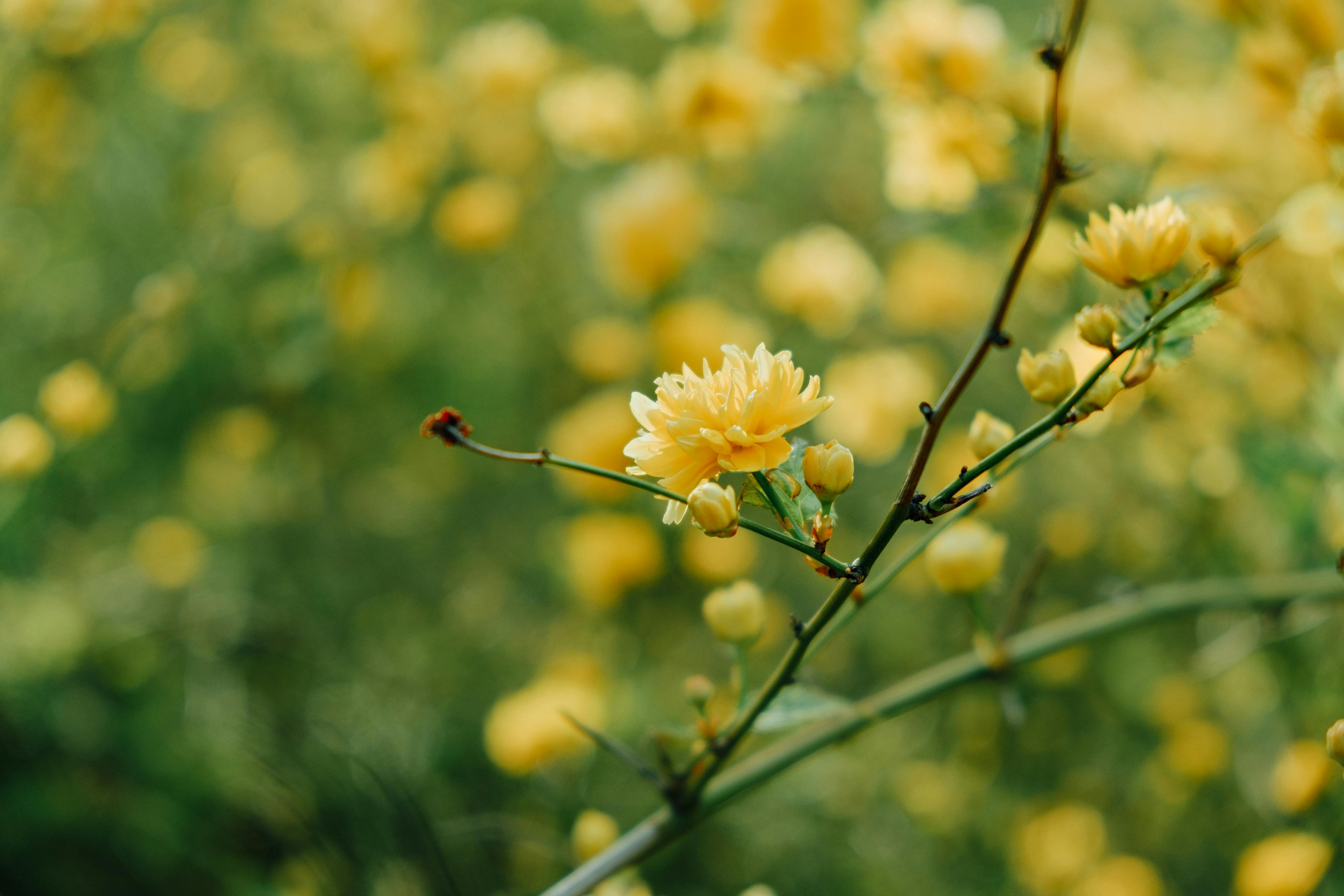 Delicate yellow flower in full bloom with a blurred background, captured in outdoor setting.
