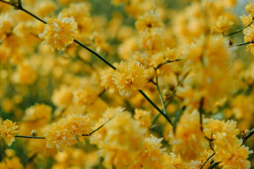 Free Yellow Flowers in Close-Up Photography Stock Photo
