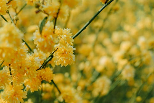 Photograph of Yellow Flowers in Bloom