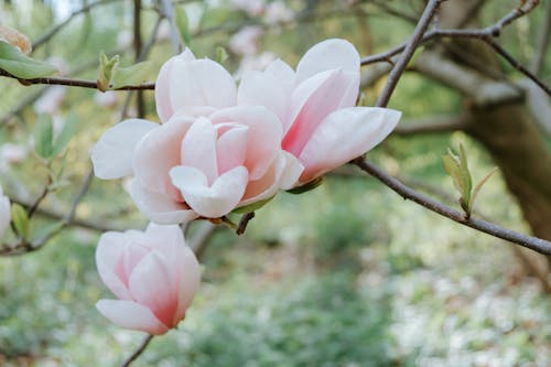 Pink Magnolia Flowers on a Tree Branch