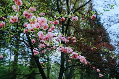 Free Pink Cherry Blossom Flowers in Bloom Stock Photo