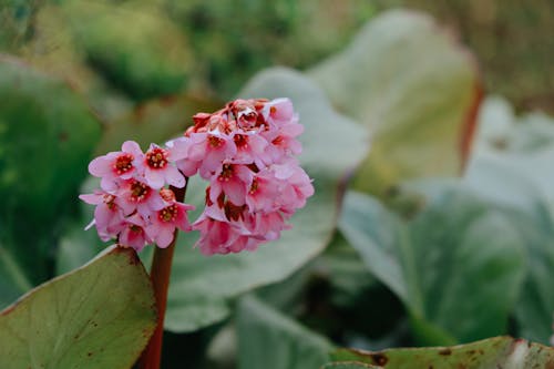 꽃잎, 바탕화면, 배경의 무료 스톡 사진