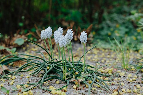 White Muscari on the Ground