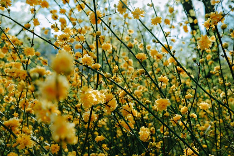 Japanese Kerria Tree In Bloom