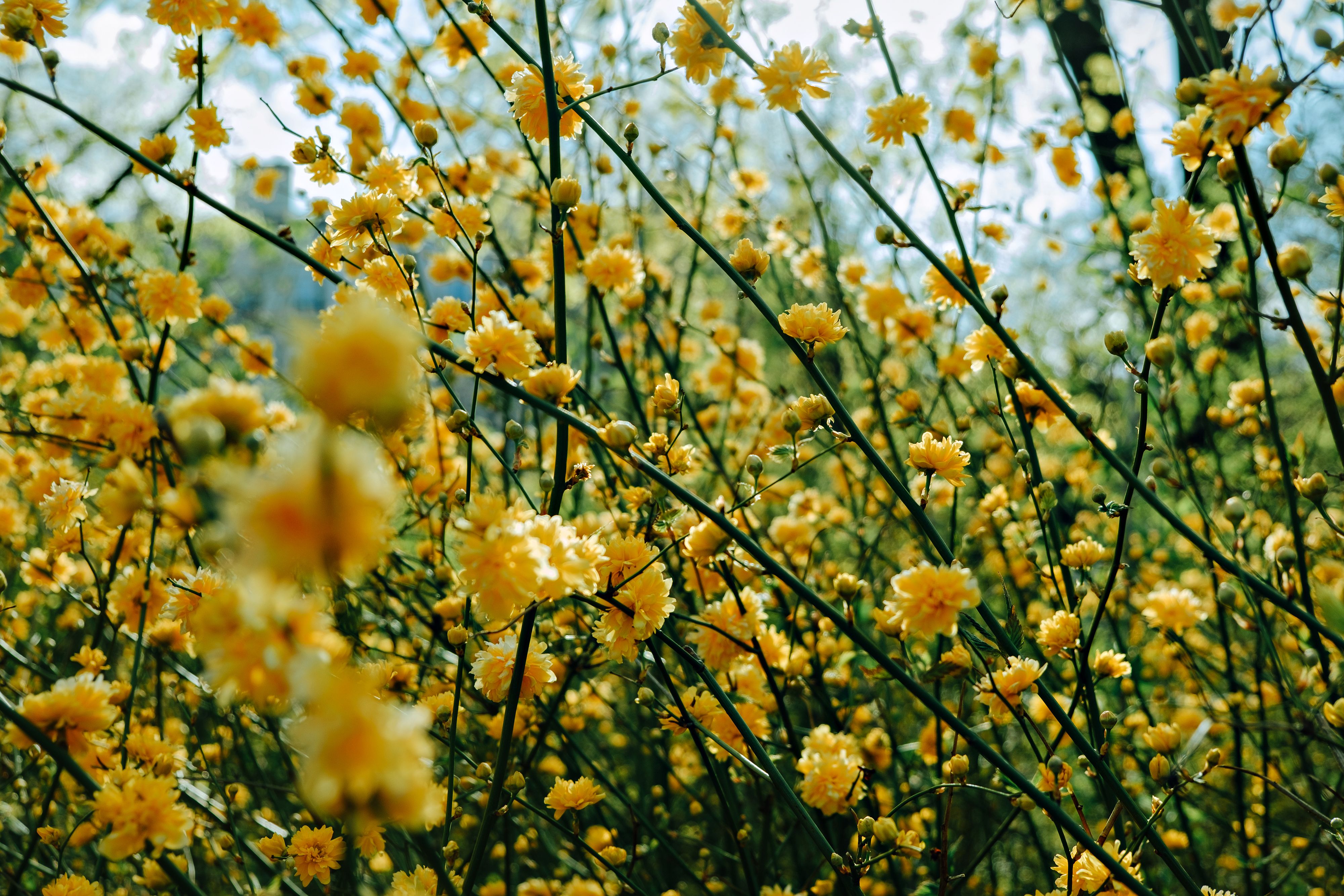 Yellow Flowers in Close Up Photography · Free Stock Photo
