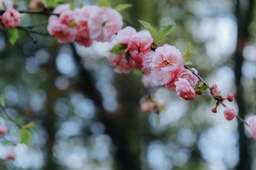 Pink Cherry Blossom Flowers 