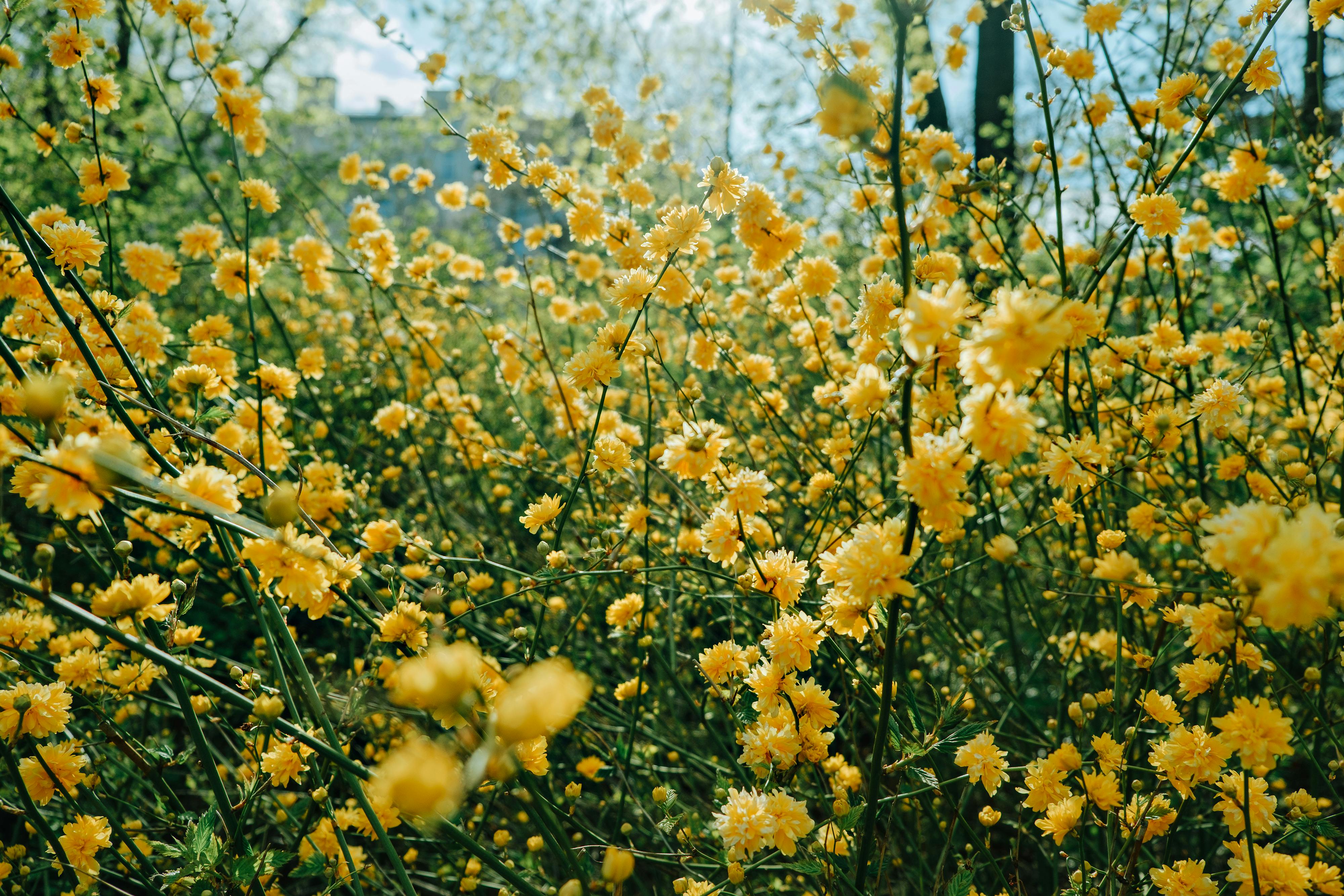 Beautiful Yellow Flowers In Bloom · Free Stock Photo
