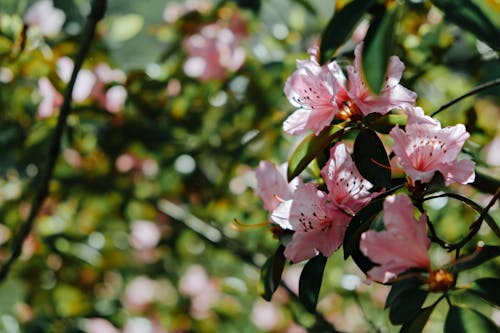 セレクティブフォーカス, つつじ, ピンクの花の無料の写真素材