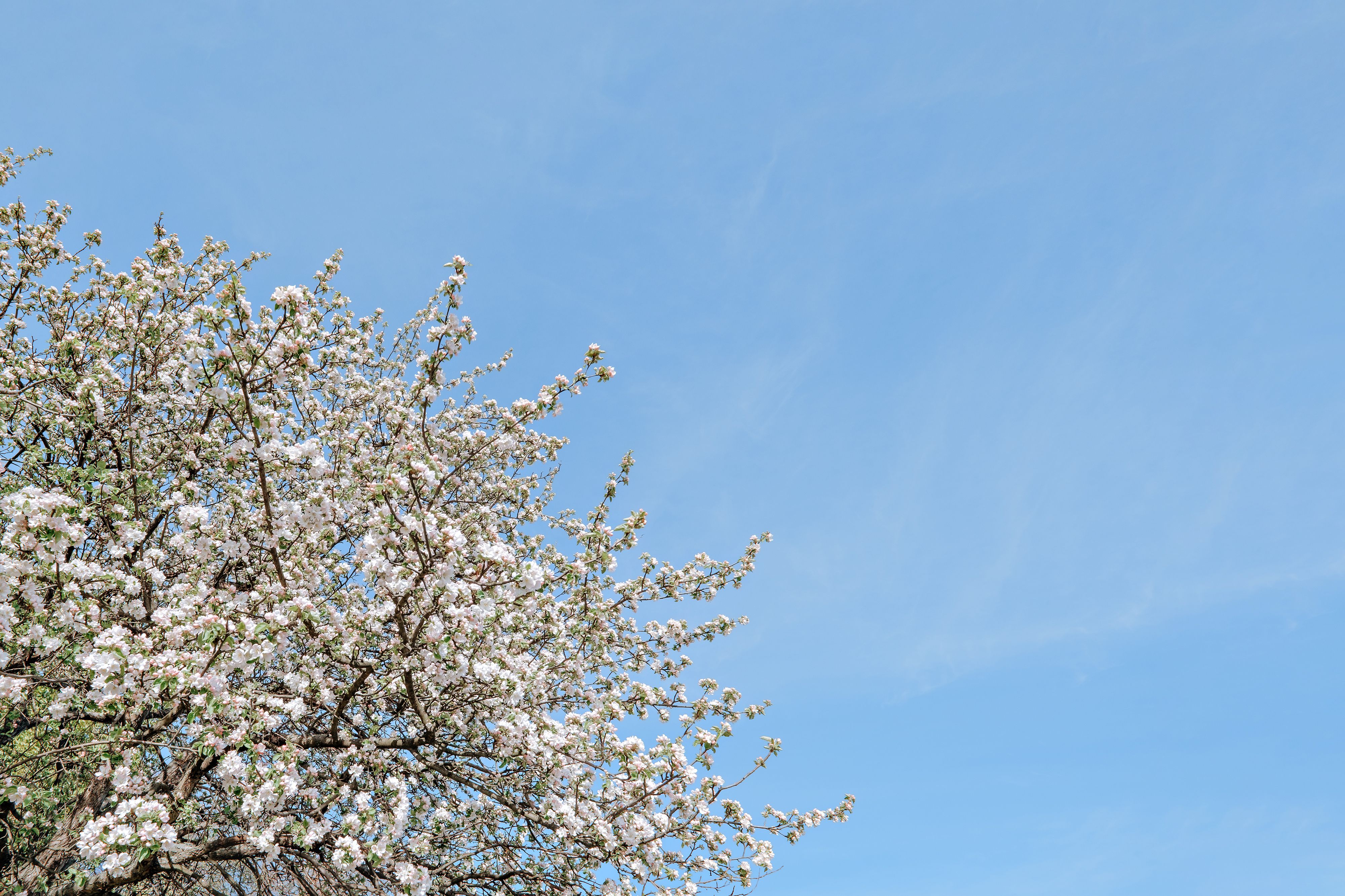 Give your home a spring reset for less than $100 with these DIY home improvement projects — Photo by Julia Filirovska on Pexe
