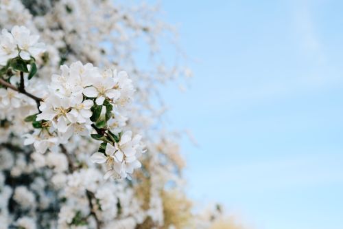 Free A close-up of white cherry blossoms against a blue sky, evoking springtime beauty. Stock Photo