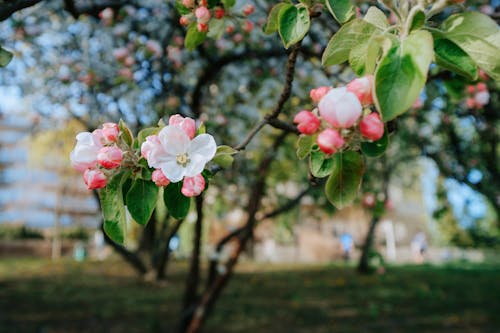 Безкоштовне стокове фото на тему «впритул, дерево, квіти»