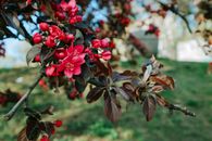 Tree Branch with Red Flowers