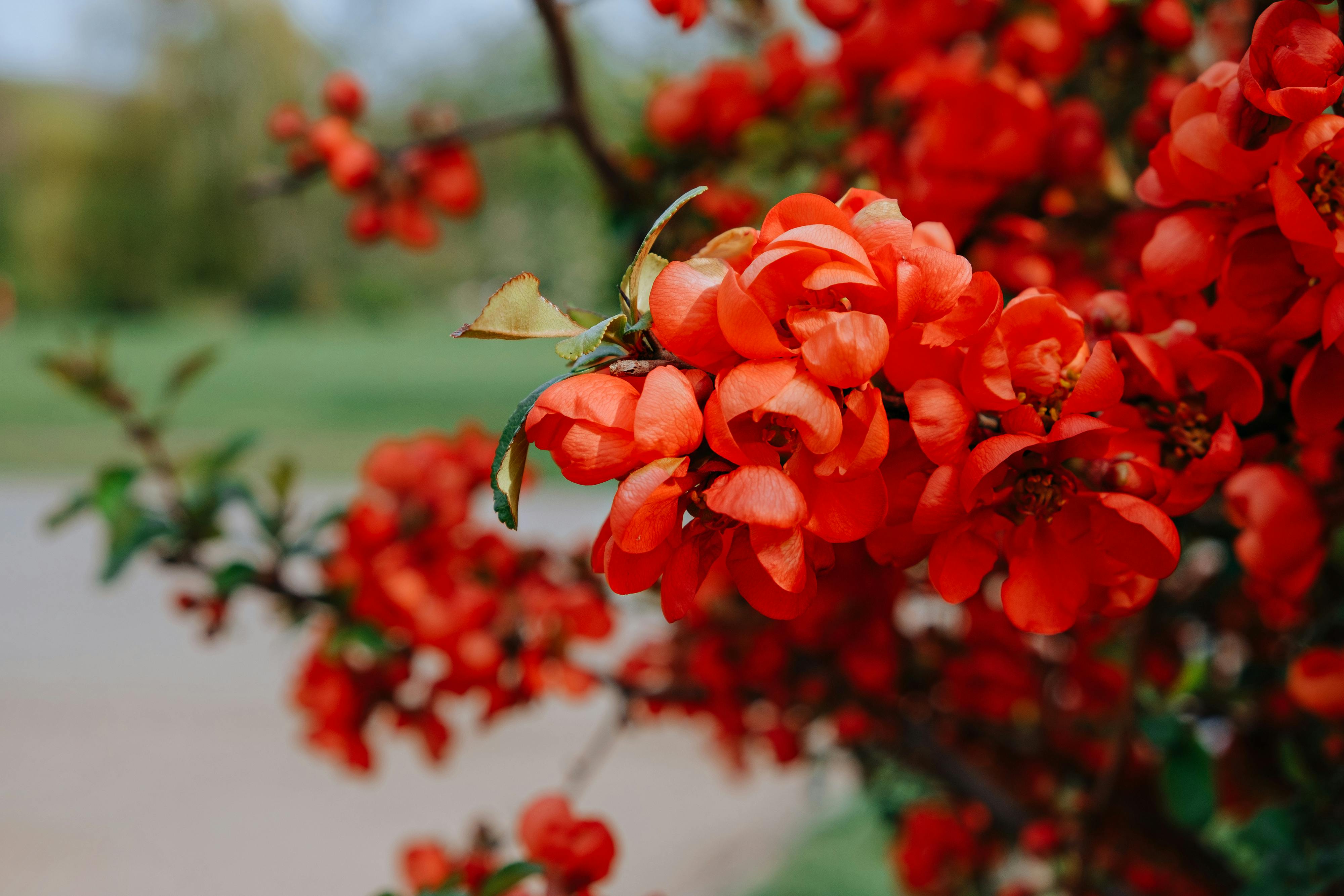 A detailed close-up of lush red blossoms on a branch with blurred background.