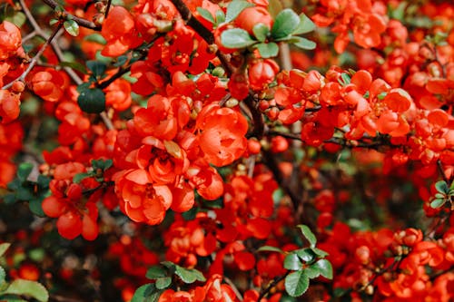 Beautiful Red Flowers in Close-Up Photography