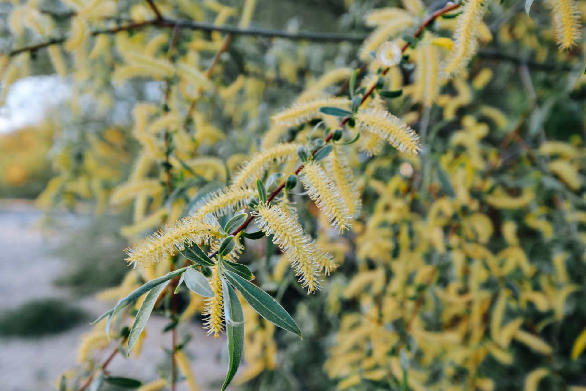 Detailed view of Salix Pierotii willow catkins and leaves in natural setting.