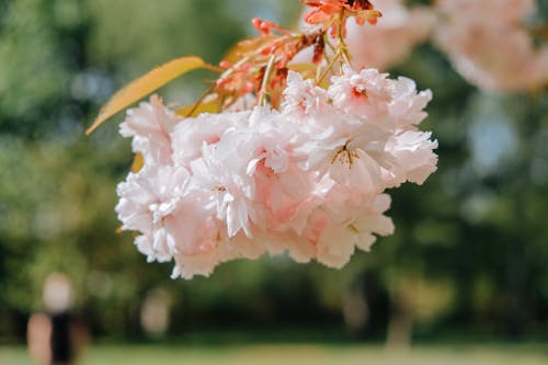 Close-Up Photo of Beautiful Cherry Blossoms Blooming