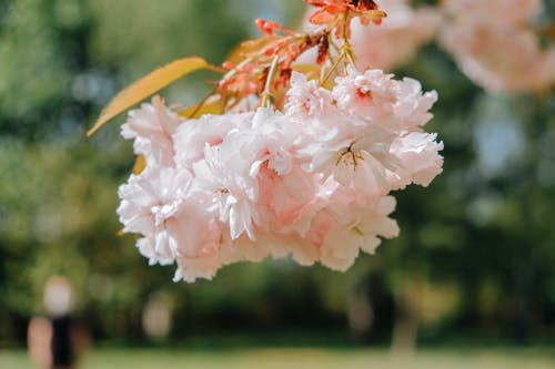 Gratis arkivbilde med årstid, blomster, blomstre