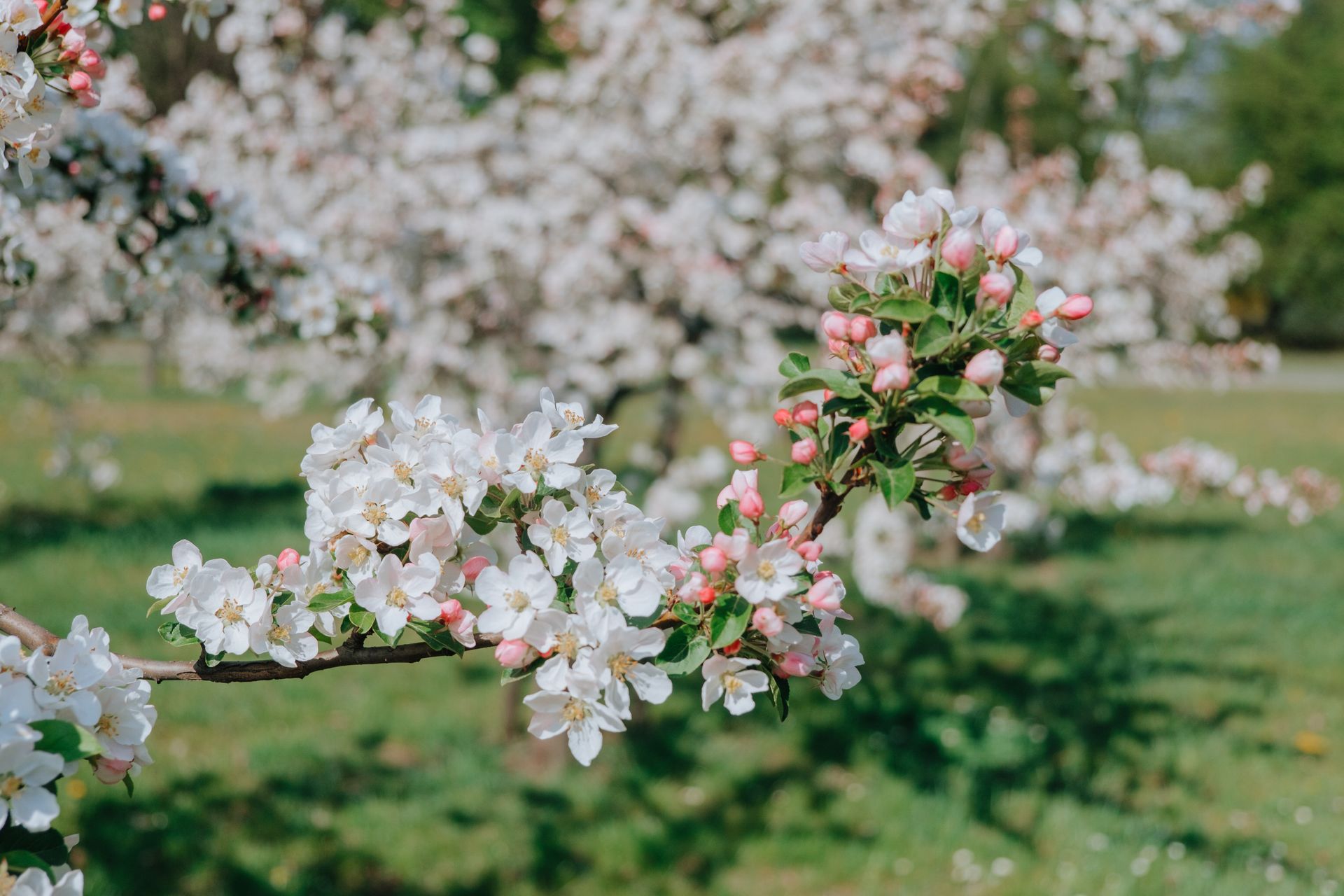 Beautiful apple tree blossoms with white and pink flowers in a lush spring garden.