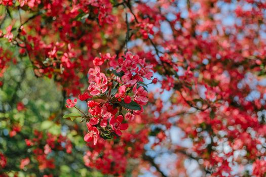 Close-up of vivid cherry blossoms in spring, showcasing vibrant pink petals against green foliage.