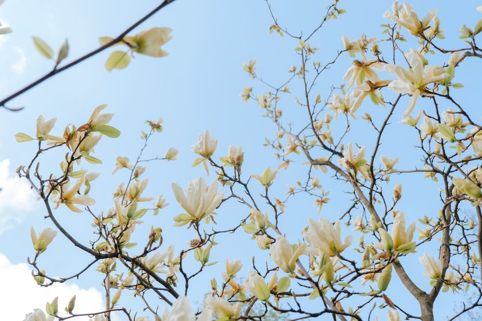 Beautiful white magnolia flowers blooming on branches against a clear blue sky.